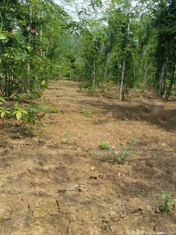 木香苗圖片基地實拍 木香苗圖片基地實拍