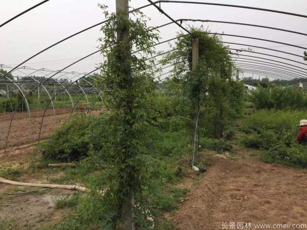 木香苗圖片基地實拍 木香苗圖片基地實拍