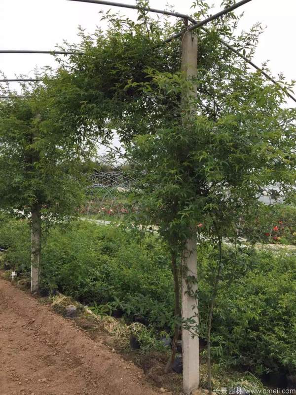 木香苗圖片基地實拍 木香苗圖片基地實拍