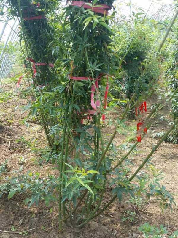 黃木香圖片基地實拍