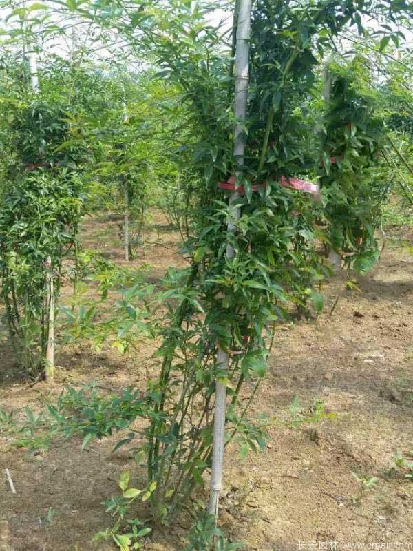 黃木香圖片基地實拍