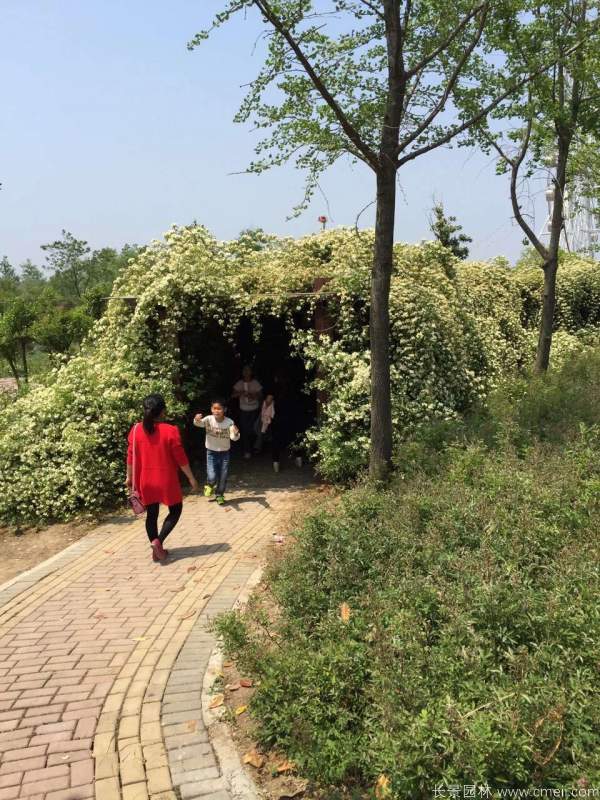 黃木香開花效果圖