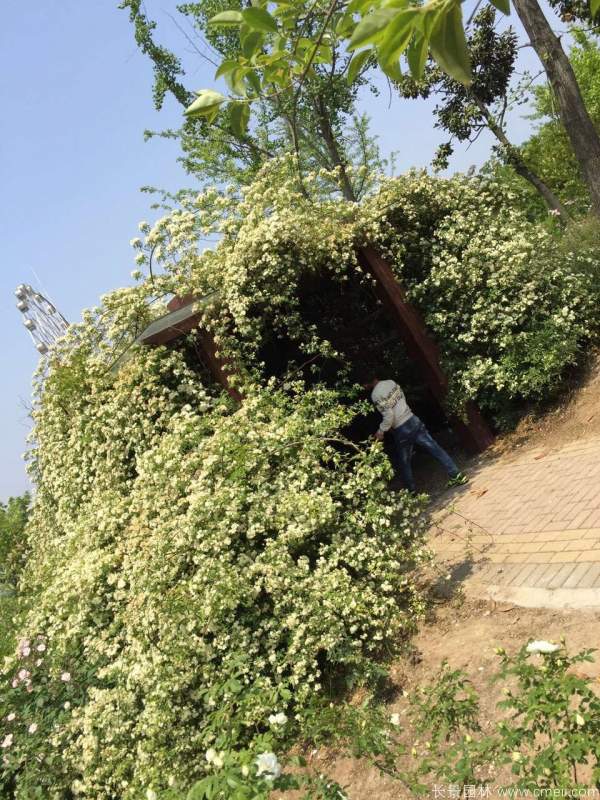 黃木香開花效果圖