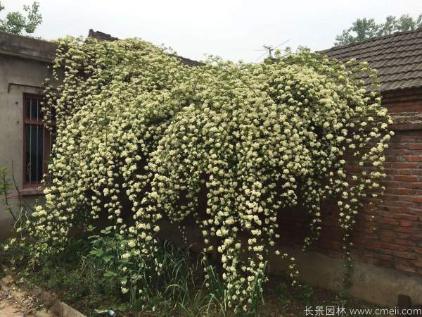 黃木香開花效果圖