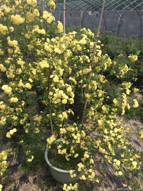 黃木香苗圖片基地實拍