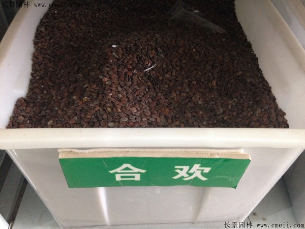 合歡種子圖片 合歡種子圖片