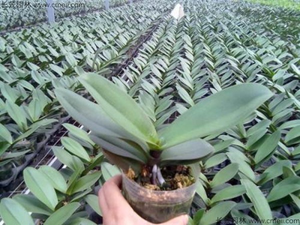 蝴蝶蘭種子發芽小苗圖片 蝴蝶蘭種子發芽小苗圖片