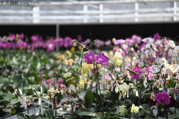 蝴蝶蘭種子發芽小苗圖片 蝴蝶蘭種子發芽小苗圖片