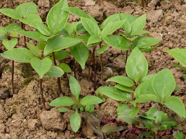 香樟樹種子發芽出苗圖片 香樟樹種子發芽出苗圖片