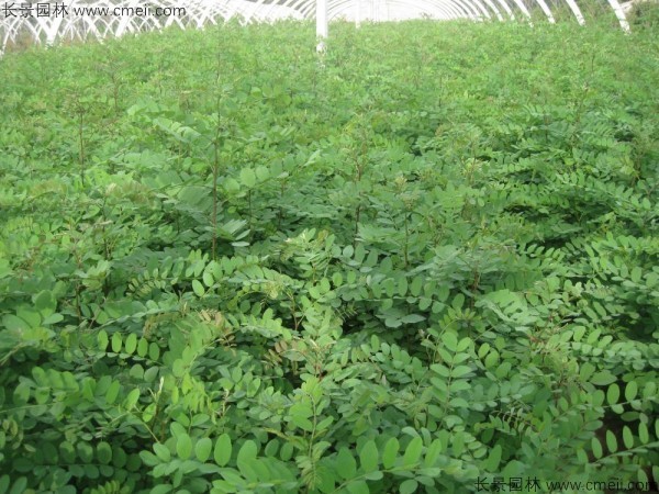 刺槐種子發芽出苗圖片 刺槐種子發芽出苗圖片