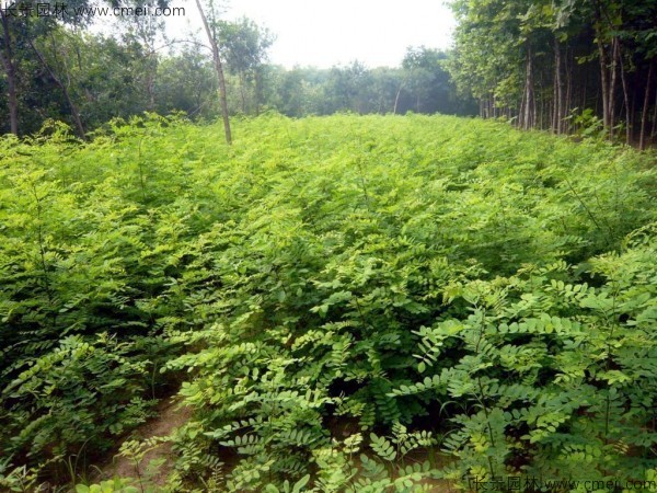 刺槐種子發芽出苗圖片 刺槐種子發芽出苗圖片