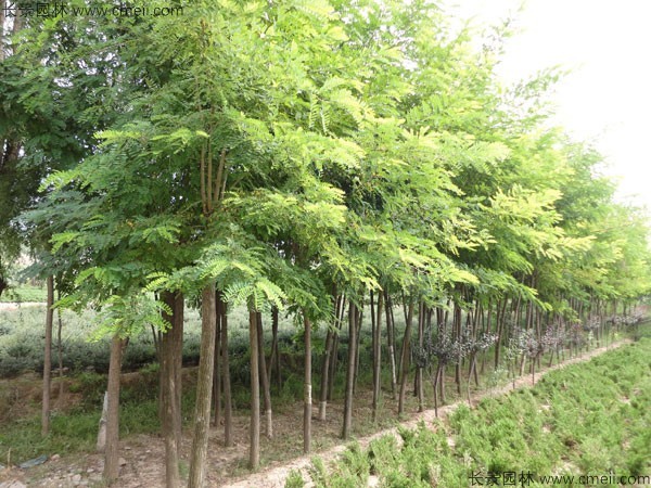 刺槐種子發芽出苗圖片 刺槐種子發芽出苗圖片