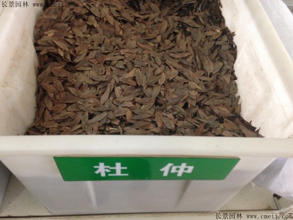 杜仲種子圖片 杜仲種子圖片