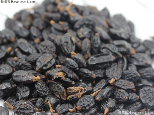 繡球花種子圖片 繡球花種子圖片