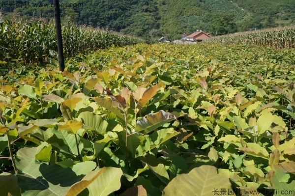 厚樸種子發芽出苗圖片 厚樸種子發芽出苗圖片