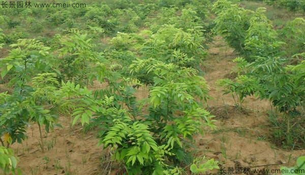 黃花梨種子發芽出苗圖片 黃花梨種子發芽出苗圖片