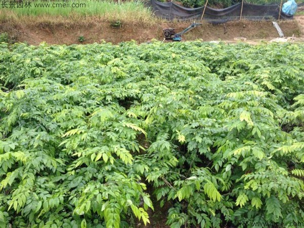 黃花梨種子發芽出苗圖片 黃花梨種子發芽出苗圖片