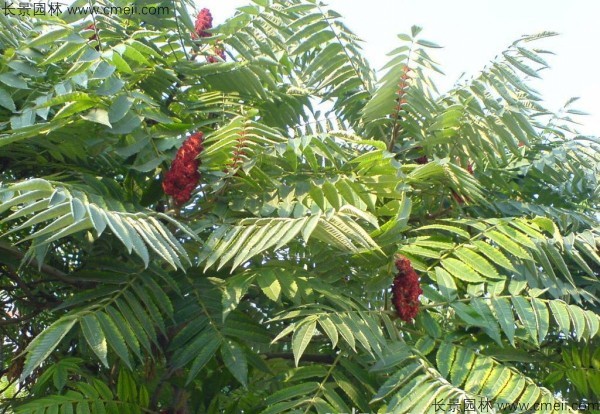火炬樹種子發芽出苗圖片 火炬樹種子發芽出苗圖片