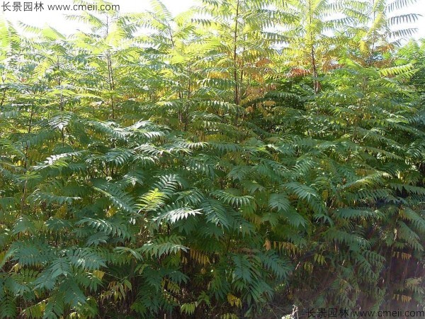 火炬樹種子發芽出苗圖片 火炬樹種子發芽出苗圖片