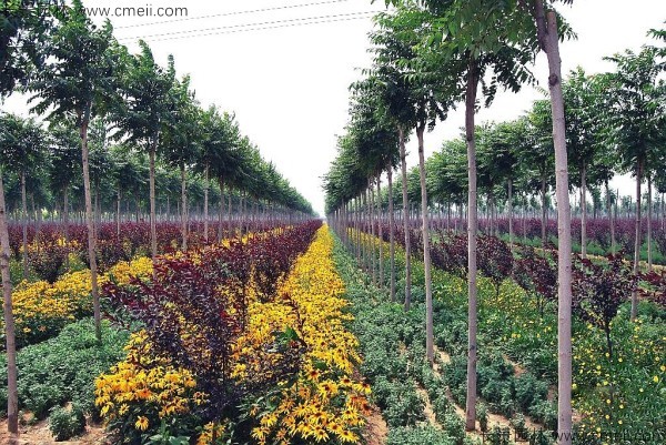 火炬樹種子發芽出苗圖片 火炬樹種子發芽出苗圖片