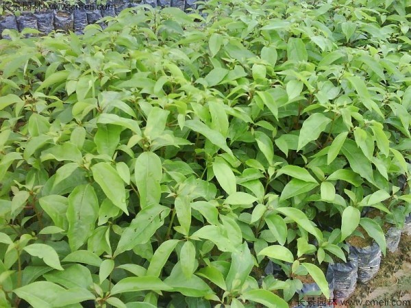 木荷種子發芽出苗圖片 木荷種子發芽出苗圖片