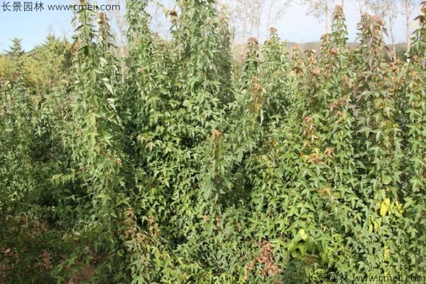 三角楓種子發芽出苗圖片 三角楓種子發芽出苗圖片