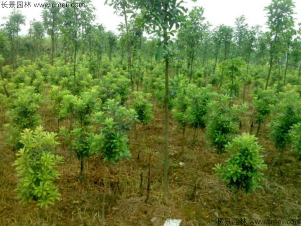 楊梅種子發芽出苗圖片 楊梅種子發芽出苗圖片