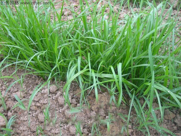 冬牧70黑麥種子發芽出苗圖片 冬牧70黑麥種子發芽出苗圖片