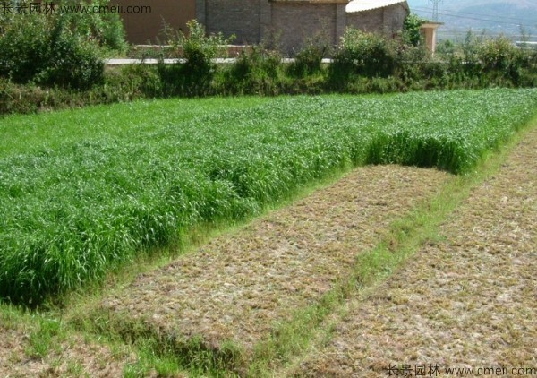 冬牧70黑麥種子發芽出苗圖片 冬牧70黑麥種子發芽出苗圖片