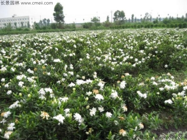 梔子花種子發芽出苗圖片 梔子花種子發芽出苗圖片