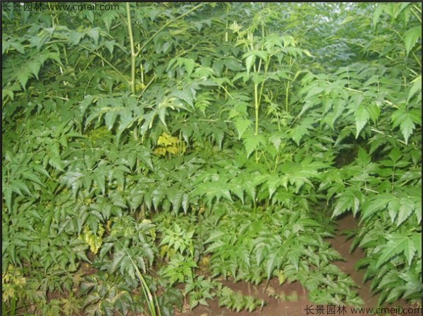苦楝種子發芽出苗圖片 苦楝種子發芽出苗圖片