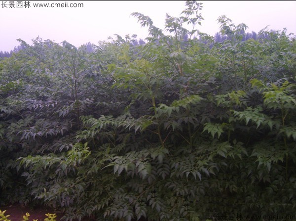 苦楝種子發芽出苗圖片 苦楝種子發芽出苗圖片