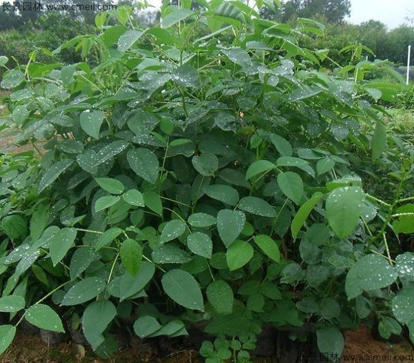 雞冠刺桐種子發芽出苗開花圖片 雞冠刺桐種子發芽出苗開花圖片
