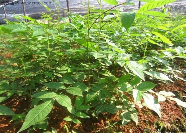 金錢柳種子發芽出苗圖片 金錢柳種子發芽出苗圖片
