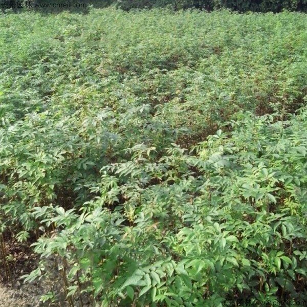 金錢柳種子發芽出苗圖片 金錢柳種子發芽出苗圖片