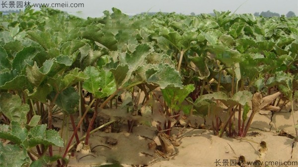 北沙參種子發芽出苗圖片 北沙參種子發芽出苗圖片