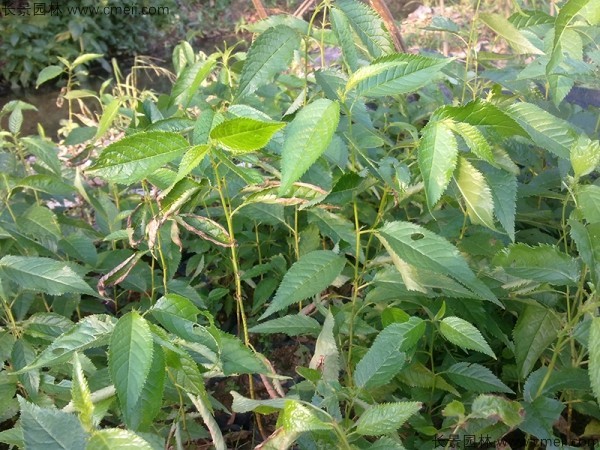 木棉種子發芽出苗圖片 木棉種子發芽出苗圖片