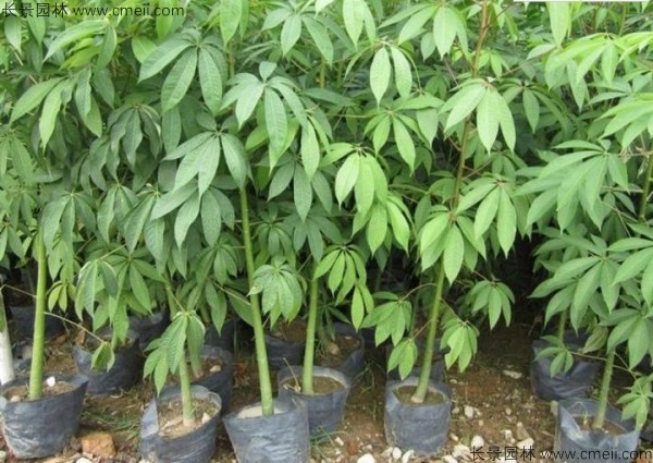 木棉種子發芽出苗圖片 木棉種子發芽出苗圖片