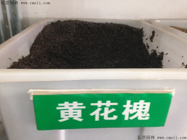 黃花槐種子圖片 黃花槐種子圖片