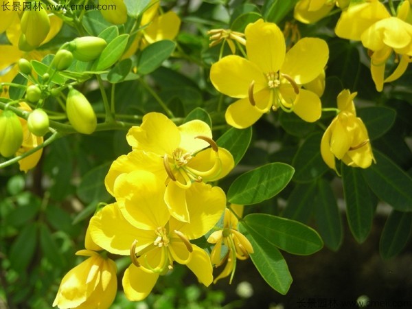 黃花槐種子發芽出苗開花圖片 黃花槐種子發芽出苗開花圖片