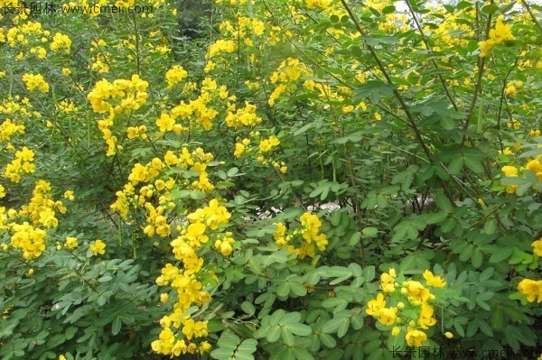 黃花槐種子發芽出苗開花圖片 黃花槐種子發芽出苗開花圖片