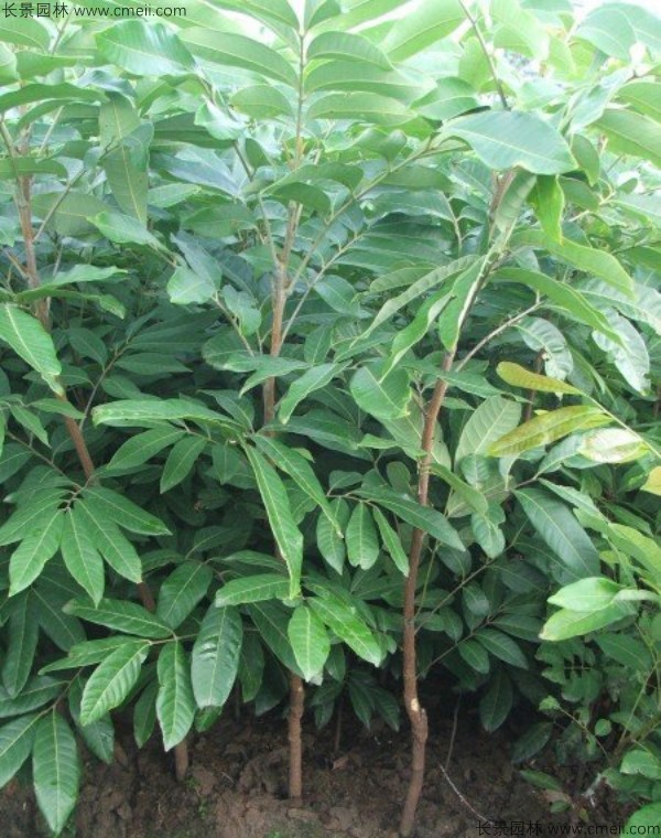 桂圓種子發芽出苗圖片 桂圓種子發芽出苗圖片