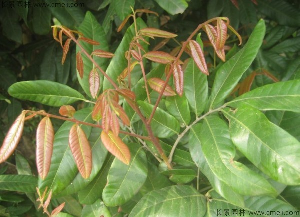 桂圓種子發芽出苗圖片 桂圓種子發芽出苗圖片