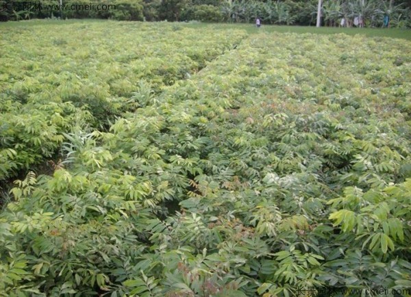 桂圓種子發芽出苗圖片 桂圓種子發芽出苗圖片