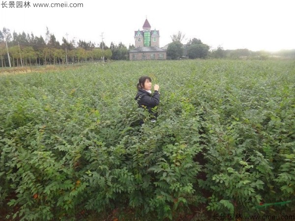 紅櫸種子發芽出苗圖片 紅櫸種子發芽出苗圖片