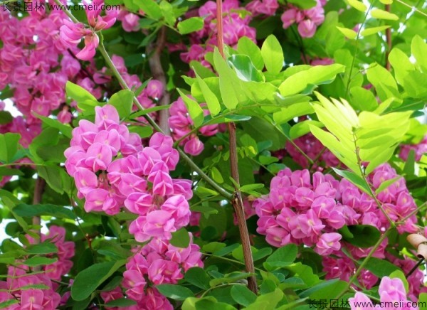 香花槐種子發芽出苗圖片 香花槐種子發芽出苗圖片