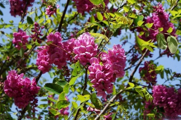 香花槐種子發芽出苗圖片 香花槐種子發芽出苗圖片