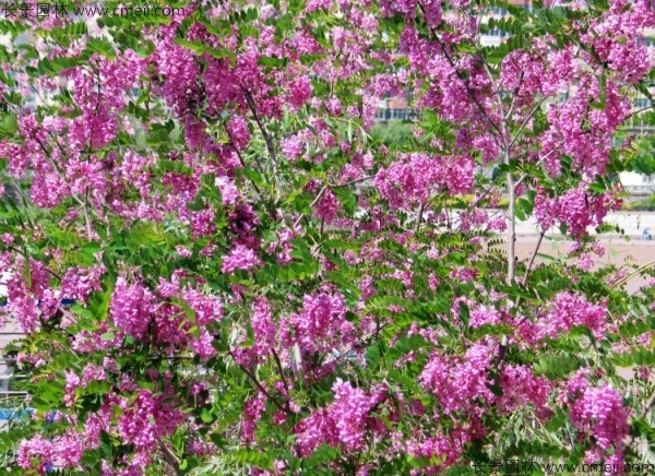 香花槐種子發芽出苗圖片 香花槐種子發芽出苗圖片