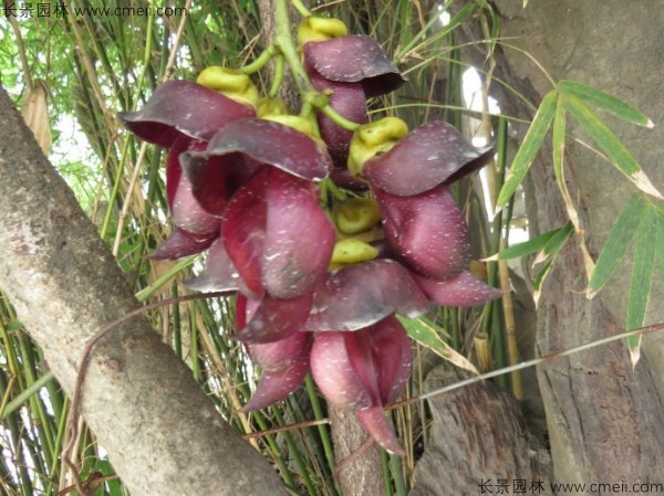 雞血藤種子發芽出苗開花圖片 雞血藤種子發芽出苗開花圖片