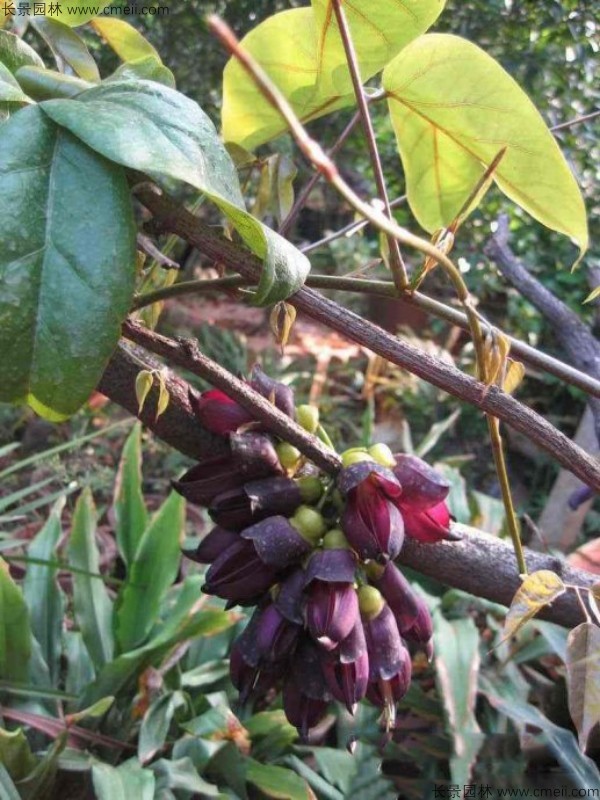 雞血藤種子發芽出苗開花圖片 雞血藤種子發芽出苗開花圖片